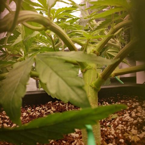 Unknown strain growlog timeline photo