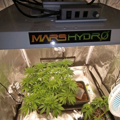 Unknown strain growlog timeline photo
