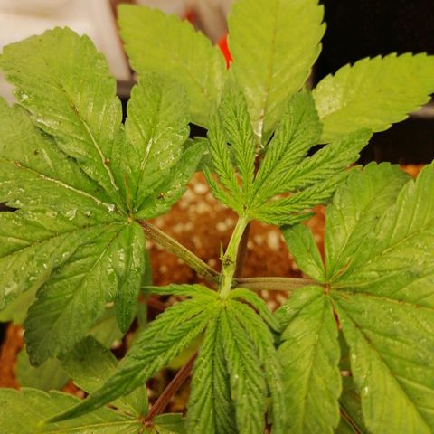 Unknown strain growlog timeline photo