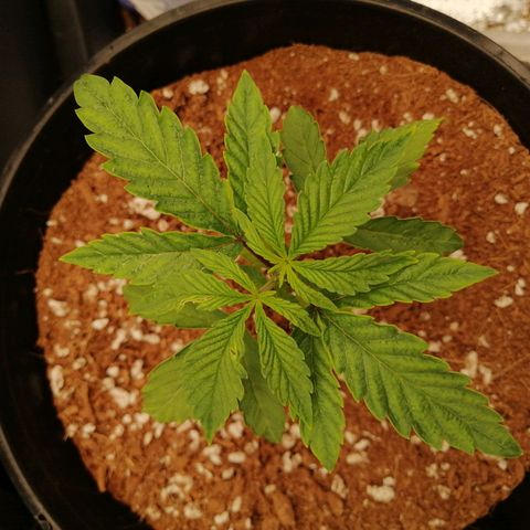Unknown strain growlog timeline photo