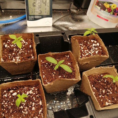 Unknown strain growlog timeline photo