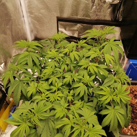 Unknown strain growlog timeline photo
