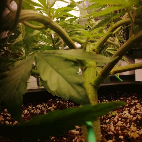 Unknown strain growlog timeline photo