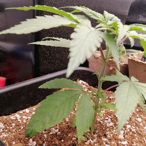 Unknown strain growlog timeline photo