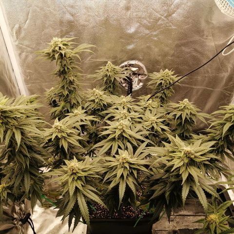 Unknown strain growlog timeline photo