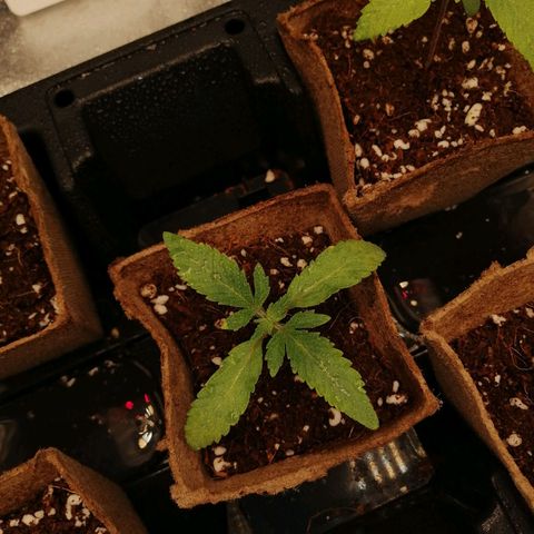 Unknown strain growlog timeline photo