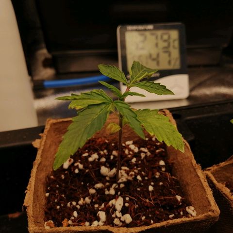 Unknown strain growlog timeline photo