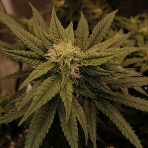 Unknown strain growlog timeline photo