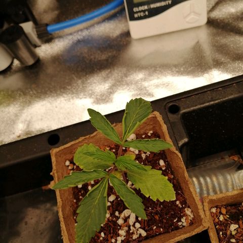 Unknown strain growlog timeline photo