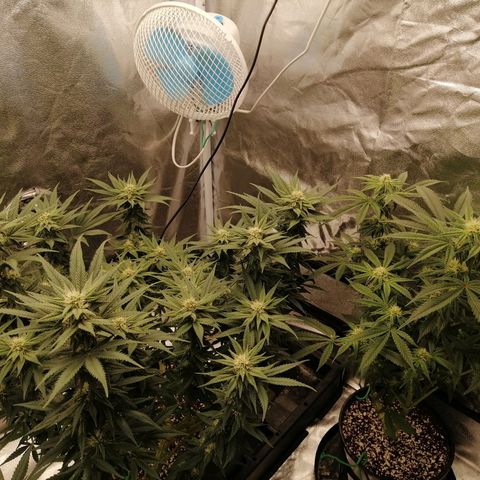 Unknown strain growlog timeline photo
