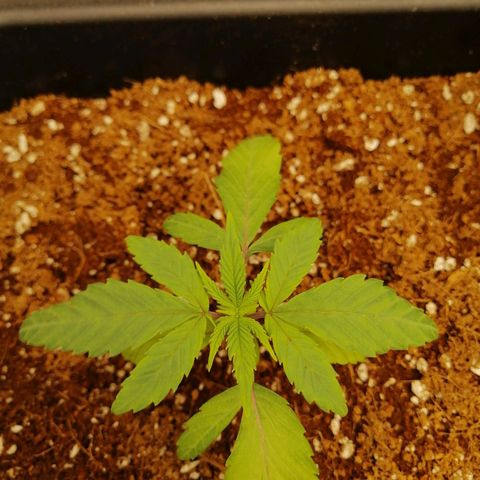 Unknown strain growlog timeline photo