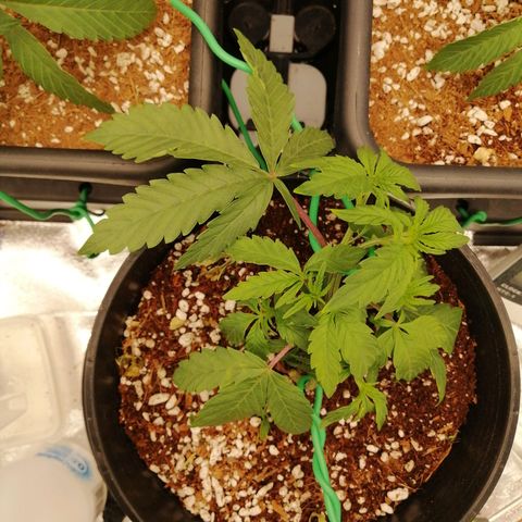Unknown strain growlog timeline photo