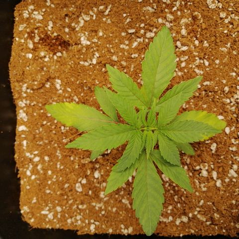 Unknown strain growlog timeline photo