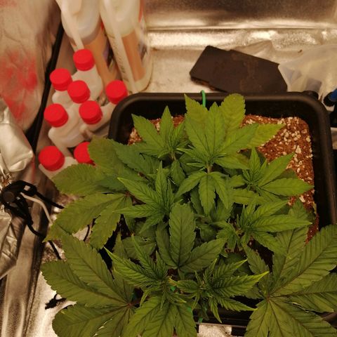 Unknown strain growlog timeline photo