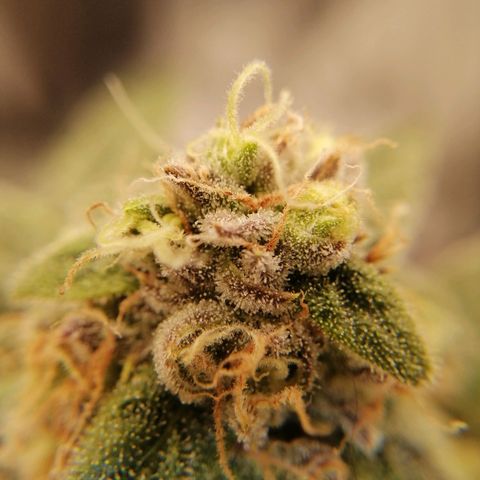Unknown strain growlog timeline photo
