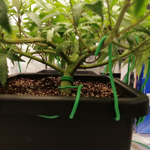 Unknown strain growlog timeline photo