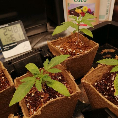Unknown strain growlog timeline photo