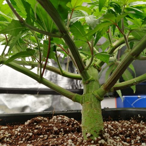 Unknown strain growlog timeline photo