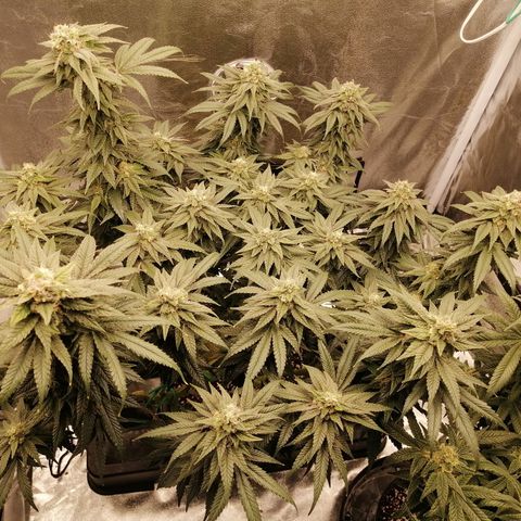 Unknown strain growlog timeline photo