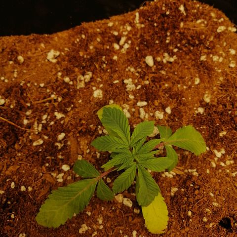 Unknown strain growlog timeline photo