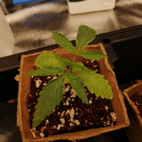 Unknown strain growlog timeline photo