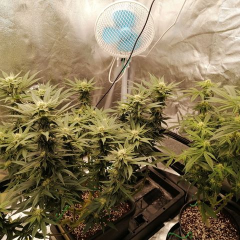 Unknown strain growlog timeline photo