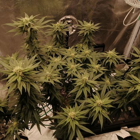 Unknown strain growlog timeline photo