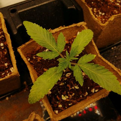 Unknown strain growlog timeline photo