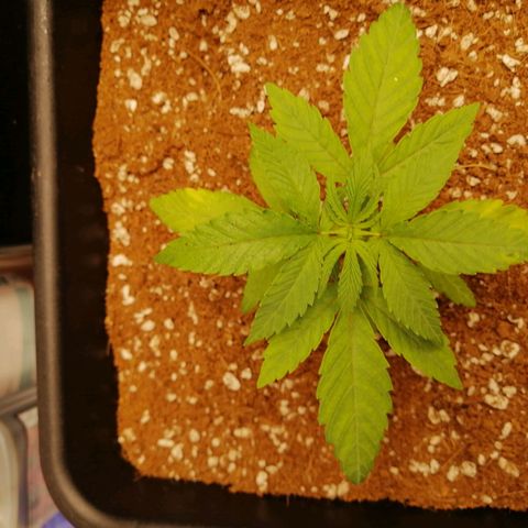 Unknown strain growlog timeline photo