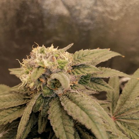 Unknown strain growlog timeline photo