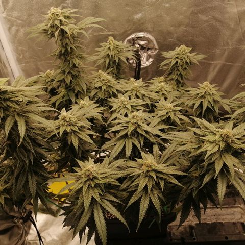 Unknown strain growlog timeline photo