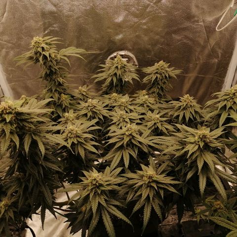 Unknown strain growlog timeline photo