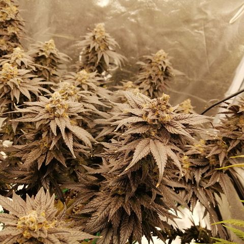 Unknown strain growlog timeline photo