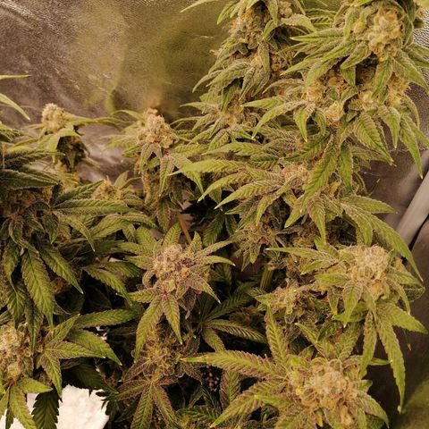 Unknown strain growlog timeline photo