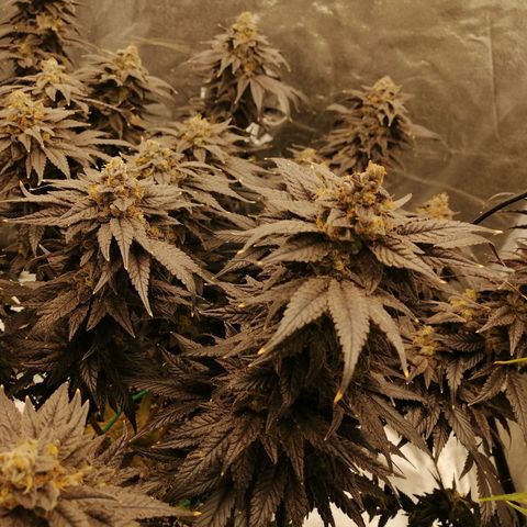 Unknown strain growlog timeline photo