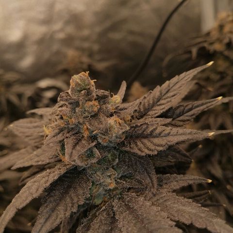 Unknown strain growlog timeline photo