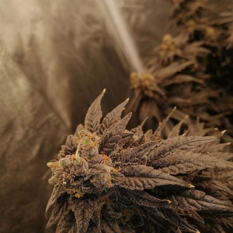 Unknown strain growlog timeline photo