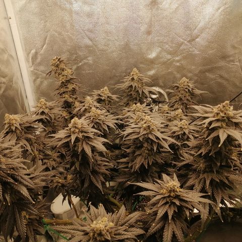 Unknown strain growlog timeline photo