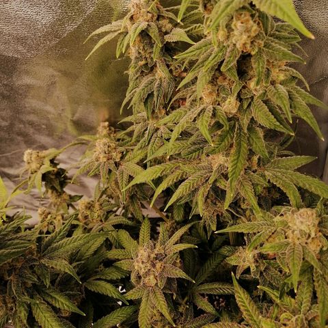Unknown strain growlog timeline photo
