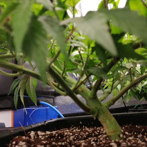 Unknown strain growlog timeline photo