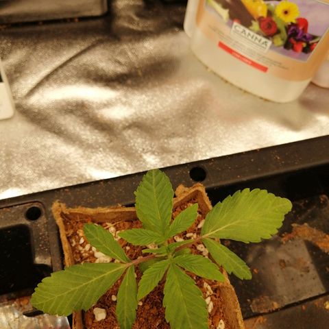 Unknown strain growlog timeline photo