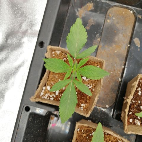 Unknown strain growlog timeline photo