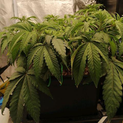 Unknown strain growlog timeline photo