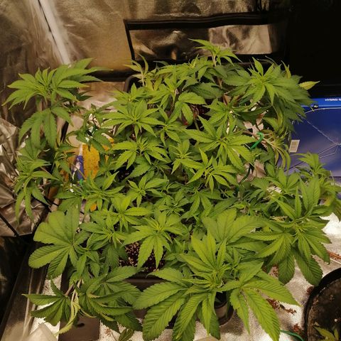 Unknown strain growlog timeline photo