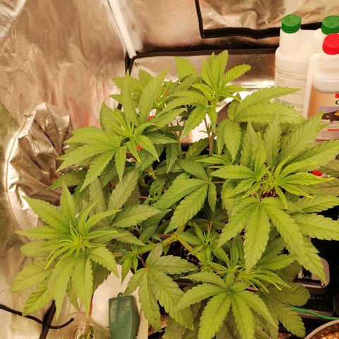 Unknown strain growlog timeline photo