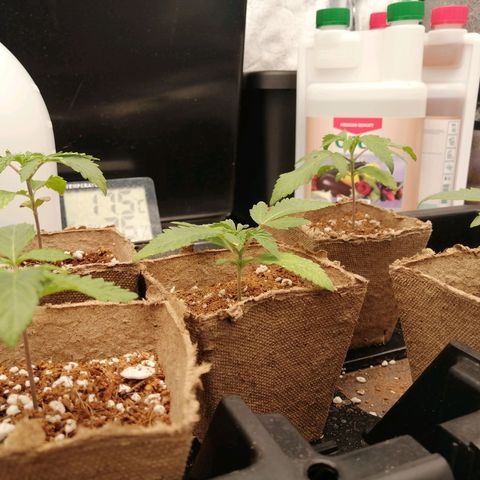 Unknown strain growlog timeline photo