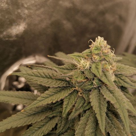 Unknown strain growlog timeline photo