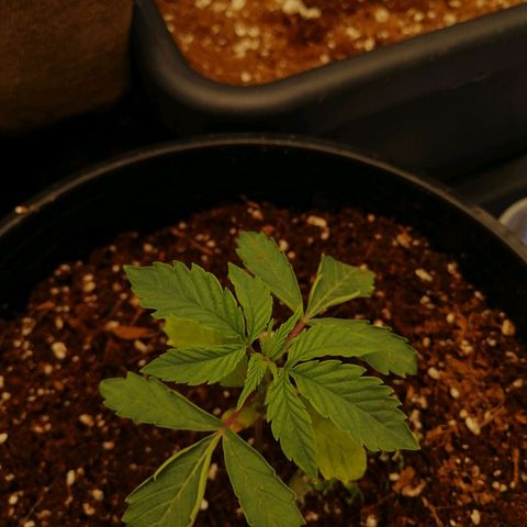 Unknown strain growlog timeline photo
