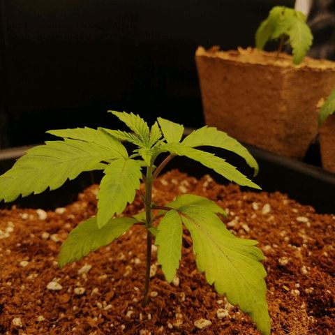 Unknown strain growlog timeline photo