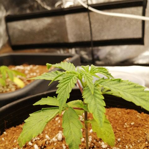 Unknown strain growlog timeline photo
